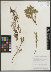 Foto von Salix myrtillifolia Anderson